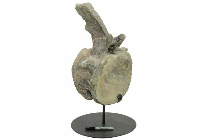 Sauropod (Camarasaurus) Caudal Vertebra - Absolutely Massive #209202